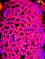 Huge brain celosia for sale  Red Lion