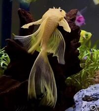 Stunning albino long for sale  LONDON