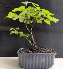 Silver birch starter for sale  WREXHAM