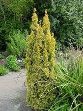 Taxus baccata standishii for sale  KING'S LYNN