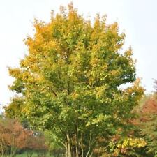 Acer campestre acero usato  Sonnino