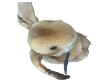 Steiff hase kuscheltier gebraucht kaufen Steiff hase kuscheltier gebraucht kaufen  Deutschland