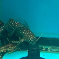 Synodontis angelicus catfish for sale  USA