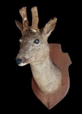 Ancien trophée chasse d'occasion  Les Herbiers