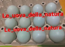 12x uova araucana usato  Siena