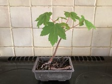 Sycamore tree bonsai for sale  LEAMINGTON SPA