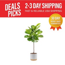 Live fiddle leaf for sale  Wildomar