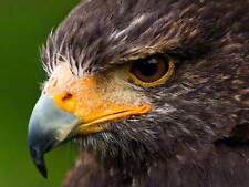 Harris hawk eye for sale  EDINBURGH