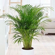 Areca palms palm for sale  Modesto