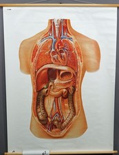 Mural Médico Vintage Wall Chart Órgãos Internos do Corpo Humano comprar usado  Enviando para Brazil