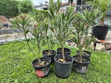 stecklinge gebraucht kaufen stecklinge gebraucht kaufen Weiskirchen