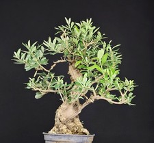 Pre bonsai olivo usato  Cison di Valmarino
