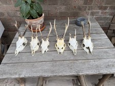 Rehbock gehörne geweih gebraucht kaufen  Gleichen