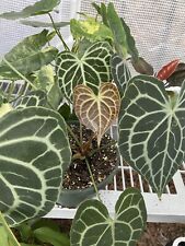 anthurium seeds for sale anthurium seeds for sale Altamonte Springs