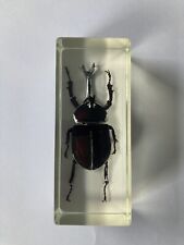 Nashornkäfer mini biester gebraucht kaufen  Neumünster