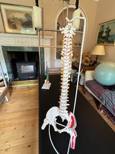 Professional life size for sale  DOVER