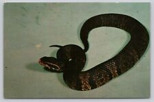 Cottonmouth water moccasin for sale  Athens