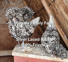 Presale silver laced for sale  Hilton