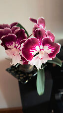 Rchidee phalenopsis tinkerbell gebraucht kaufen  Augsburg