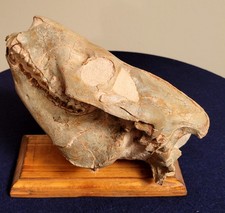 fossil skull for sale fossil skull for sale Ft Mitchell