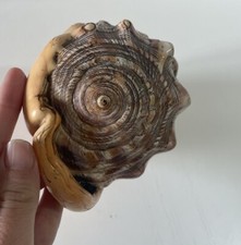 Ancien gros coquillage d'occasion  Saint-Georges-de-Reneins