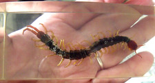 Large centipede insect for sale  FAREHAM