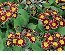 Flower polyanthus victoriana for sale  WREXHAM