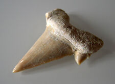 Dent requin fossile d'occasion  Nantes-