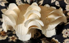 squamosa clam for sale squamosa clam for sale El Dorado