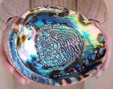 Abalone shell polished for sale  Poncha Springs