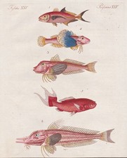 Makrele mackerel fish gebraucht kaufen  Seubersdorf