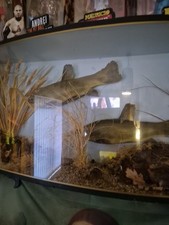 Taxidermy tench for sale  NEATH