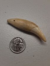 Alligator tooth florida for sale  Philipsburg