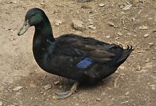Cayuga duck hatching for sale  Loretto