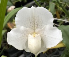 Nice white complex for sale  Melbourne