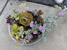 Succulent bundle arrangement for sale  Elk Grove