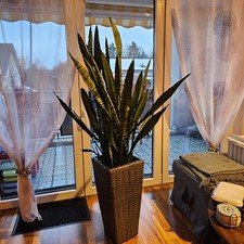 Bogenhanf sansevieria topf gebraucht kaufen  Schwelm