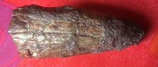 Fossile dent dinosaure d'occasion  Courbevoie