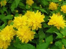 Kerria japonica hardy for sale Kerria japonica hardy for sale  MARCH
