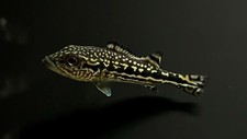 Cobra peacock bass for sale  Salt Lake City