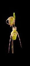 Phragmipedium conchiferum fior usato  Spedire a Italy