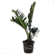 Black raven plant for sale  USA