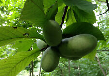 Indianerbanane asimina triloba gebraucht kaufen  Tauberbischofsheim