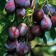 Bühler frühzwetsche zwetschg gebraucht kaufen  Detmold