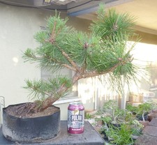 Japanese black pine for sale  Rosemead