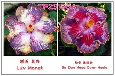 Luv monet den gebraucht kaufen  München