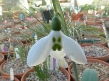 Galanthus elwesii grumpy for sale  UK