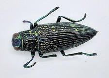 Buprestidae chrysodema deyroll gebraucht kaufen  Wadern