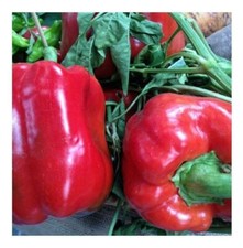 Sweet pepper seeds for sale  STAFFORD