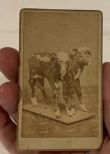 Two headed calf for sale  Bellows Falls